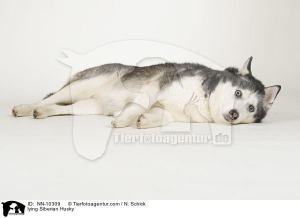 liegender Siberian Husky / lying Siberian Husky / NN-10309