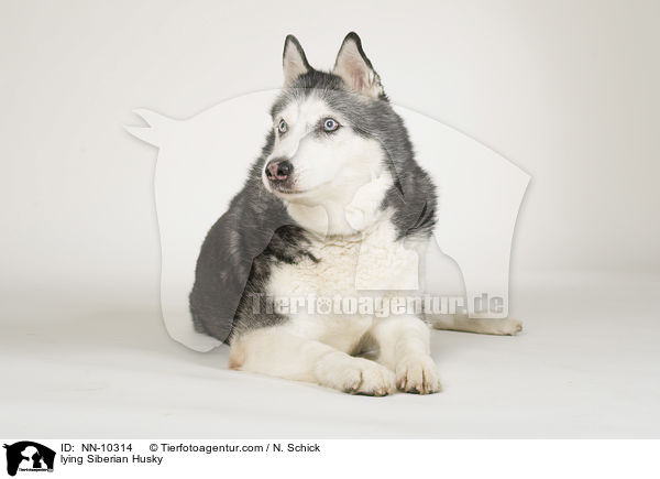 liegender Siberian Husky / lying Siberian Husky / NN-10314