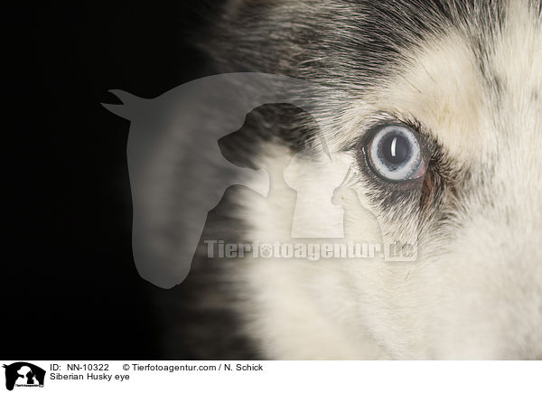 Siberian Husky Auge / Siberian Husky eye / NN-10322