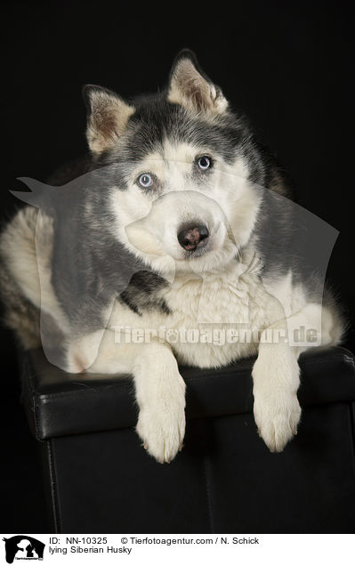 liegender Siberian Husky / lying Siberian Husky / NN-10325