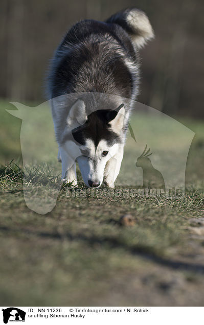 snuffling Siberian Husky / NN-11236