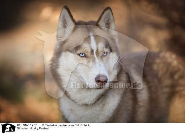 Siberian Husky Portrait / NN-11253