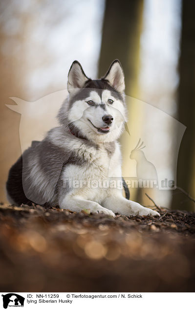 lying Siberian Husky / NN-11259
