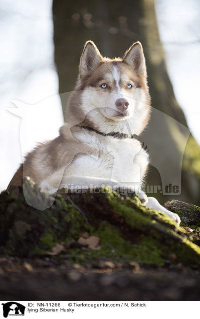 lying Siberian Husky / NN-11266