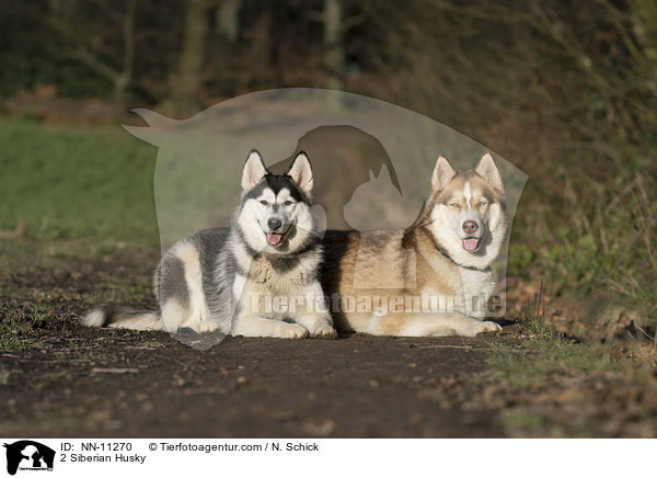 2 Siberian Husky / NN-11270