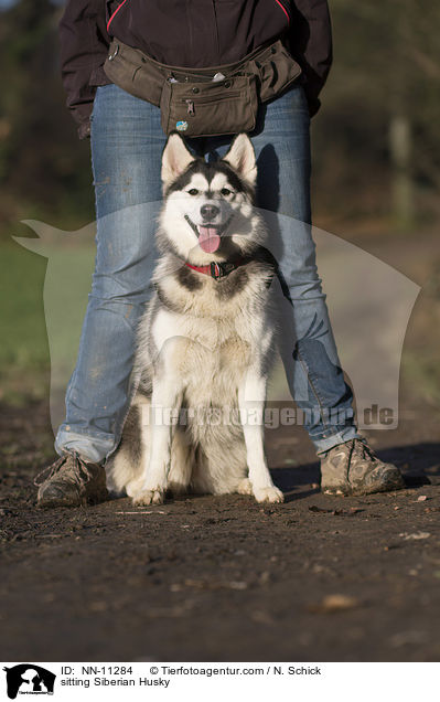 sitting Siberian Husky / NN-11284