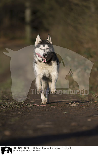 running Siberian Husky / NN-11286