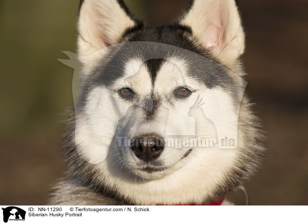 Siberian Husky Portrait / NN-11290