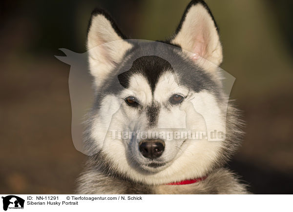 Siberian Husky Portrait / NN-11291