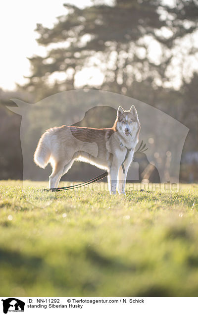 standing Siberian Husky / NN-11292