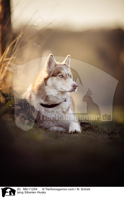 lying Siberian Husky / NN-11294