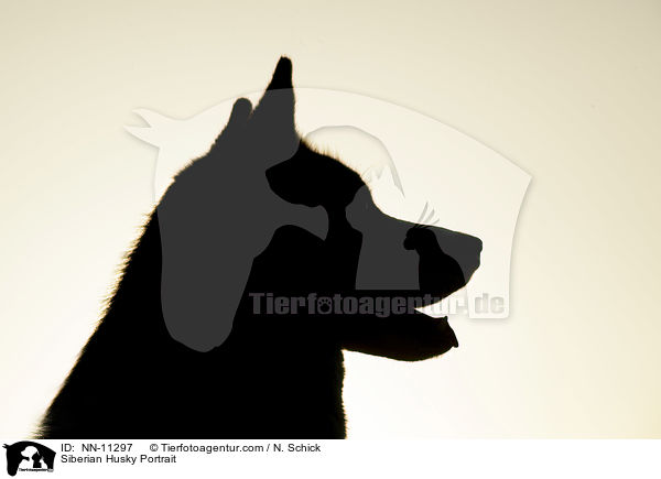 Siberian Husky Portrait / NN-11297