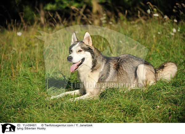 lying Siberian Husky / YJ-09481