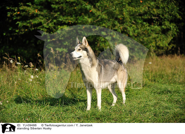 standing Siberian Husky / YJ-09486