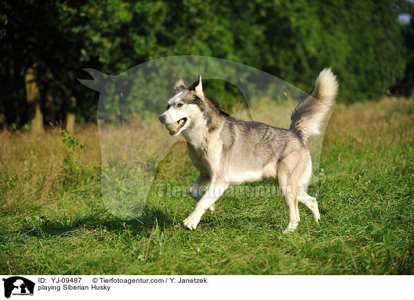 playing Siberian Husky / YJ-09487