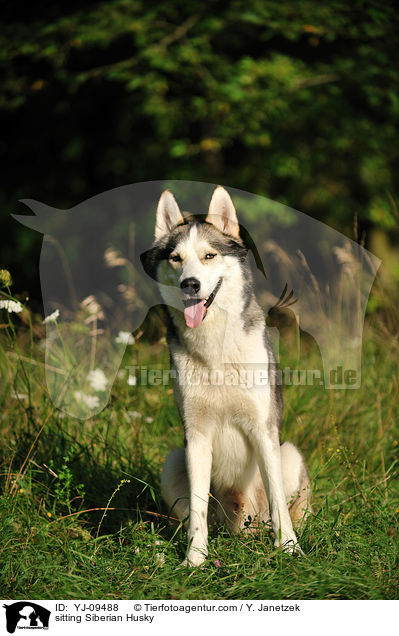 sitting Siberian Husky / YJ-09488