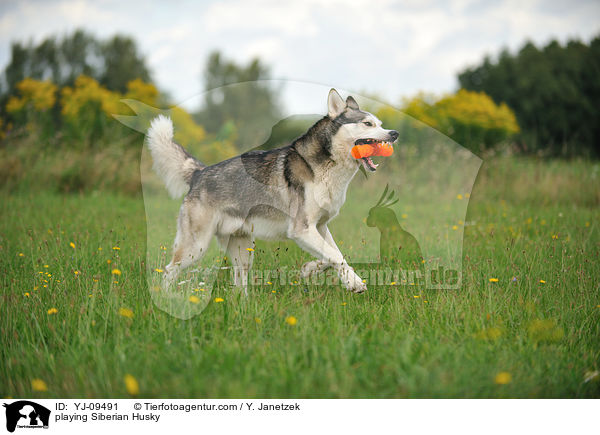 playing Siberian Husky / YJ-09491
