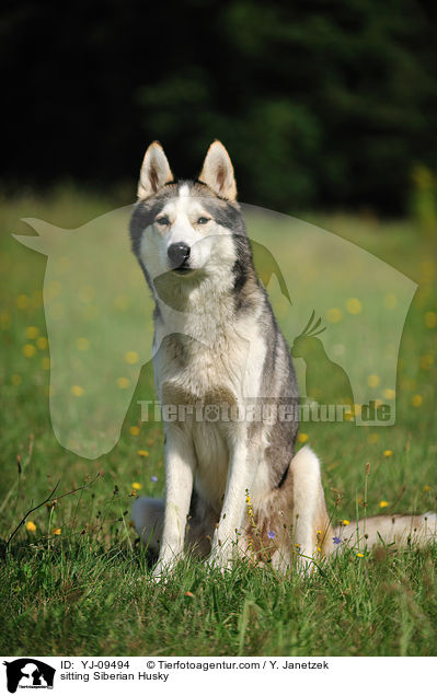 sitting Siberian Husky / YJ-09494
