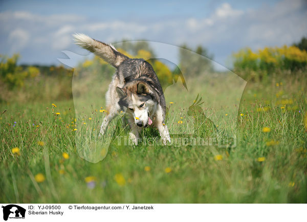 Siberian Husky / YJ-09500