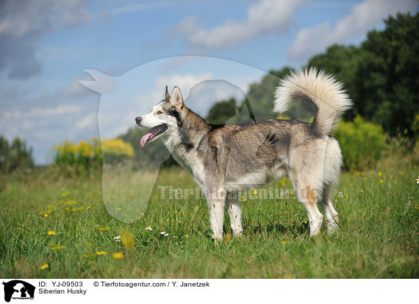 Siberian Husky / YJ-09503
