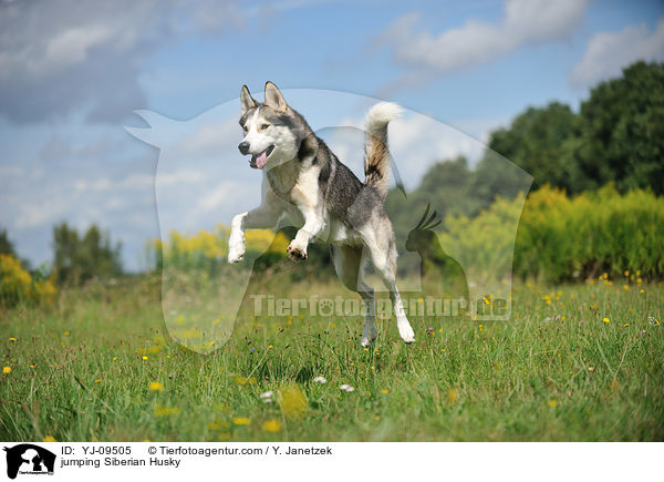 jumping Siberian Husky / YJ-09505