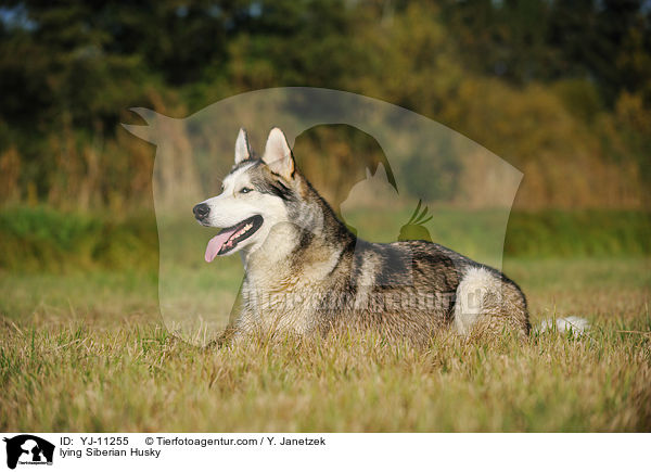 lying Siberian Husky / YJ-11255