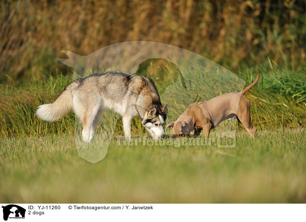 2 dogs / YJ-11260
