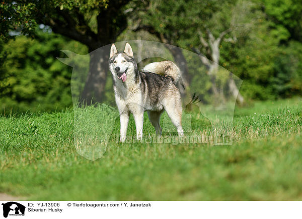 Siberian Husky / YJ-13906
