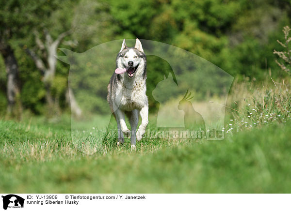 running Siberian Husky / YJ-13909
