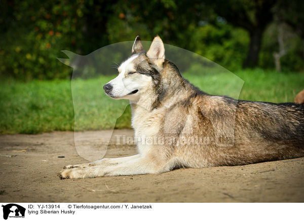 lying Siberian Husky / YJ-13914