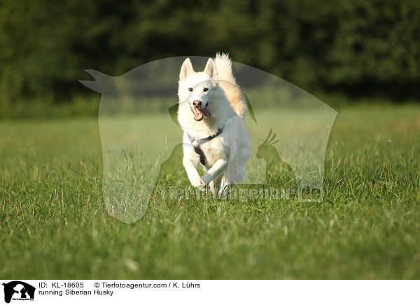 running Siberian Husky / KL-18605
