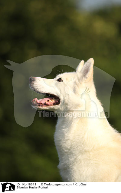 Siberian Husky Portrait / KL-18611