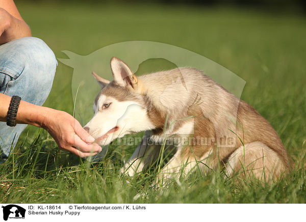 Siberian Husky Puppy / KL-18614