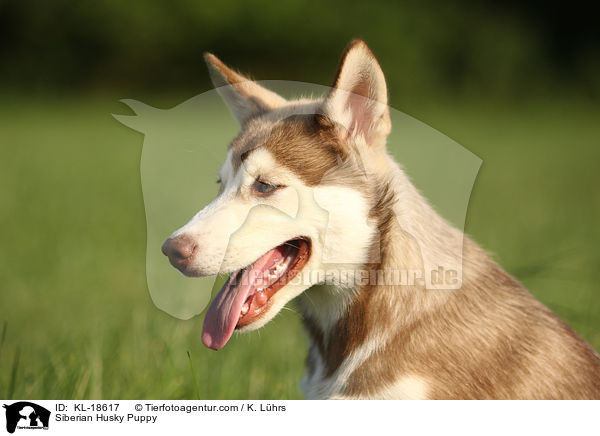 Siberian Husky Puppy / KL-18617
