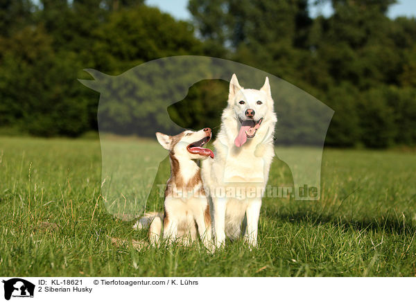 2 Siberian Husky / KL-18621