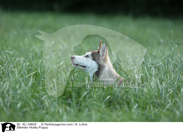 Siberian Husky Puppy / KL-18625