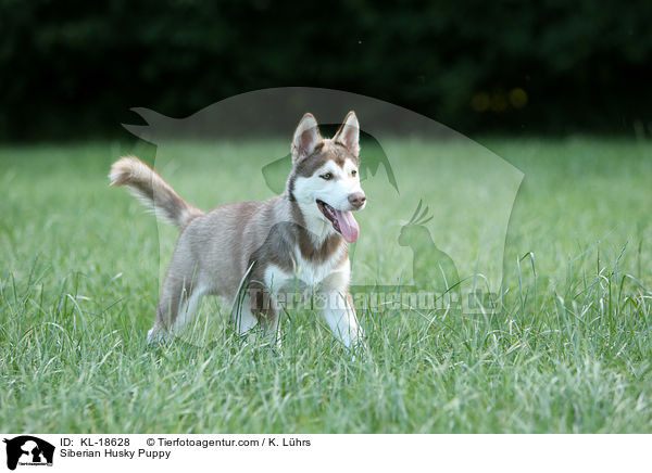 Sibirien Husky Welpe / Siberian Husky Puppy / KL-18628