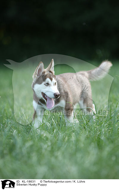 Siberian Husky Puppy / KL-18631