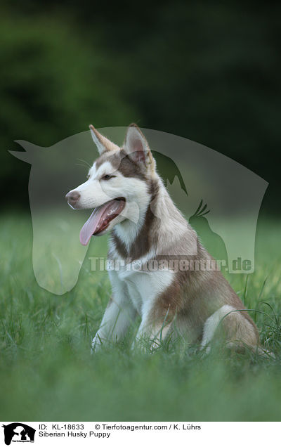 Siberian Husky Puppy / KL-18633