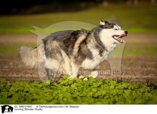 running Siberian Husky / MW-01681