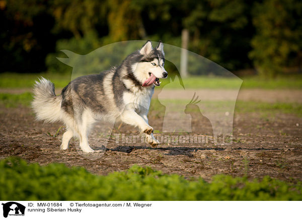 rennender Siberian Husky / running Siberian Husky / MW-01684
