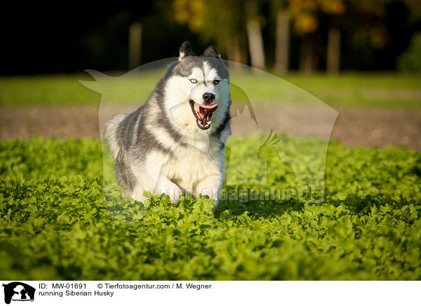 running Siberian Husky / MW-01691