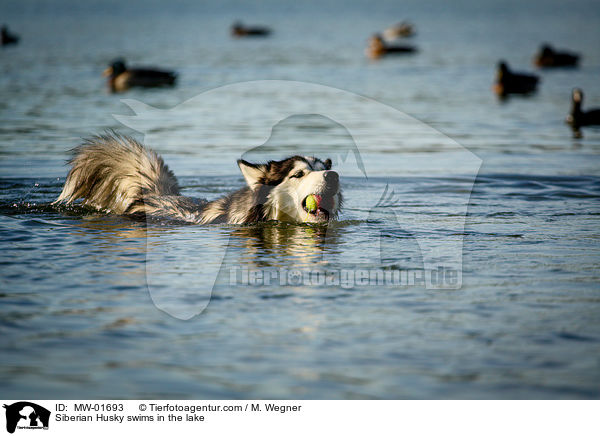 Siberian Husky swims in the lake / MW-01693