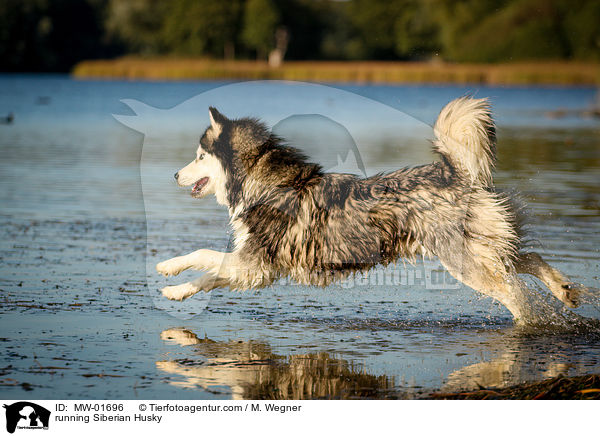 running Siberian Husky / MW-01696