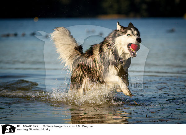 running Siberian Husky / MW-01699