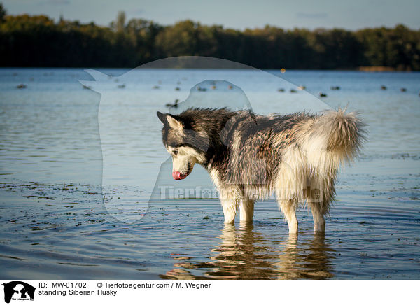 standing Siberian Husky / MW-01702
