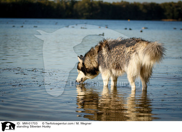 standing Siberian Husky / MW-01703