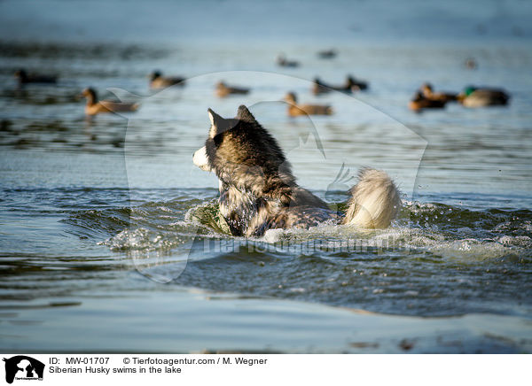 Siberian Husky swims in the lake / MW-01707