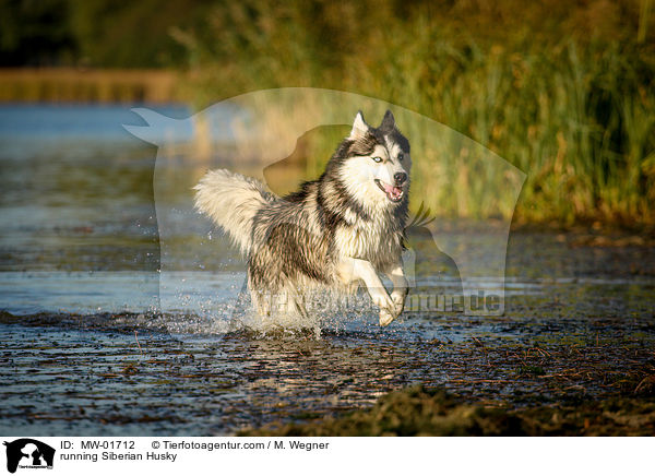 running Siberian Husky / MW-01712