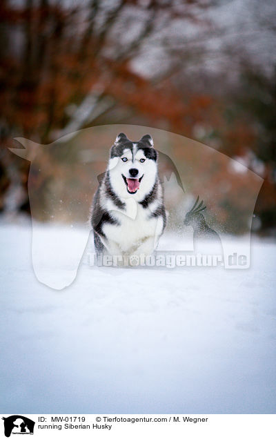running Siberian Husky / MW-01719
